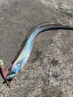 タチウオの釣果