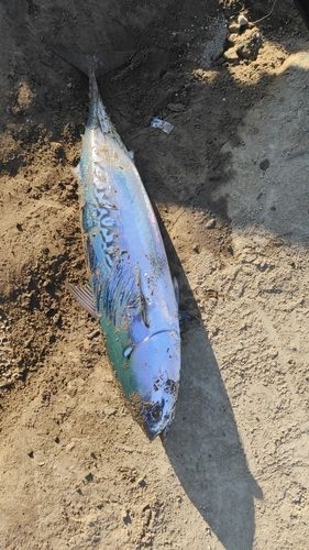 ソウダガツオの釣果