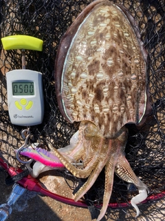 モンゴウイカの釣果