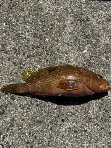 アコウの釣果