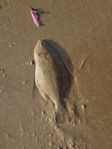 ソゲの釣果