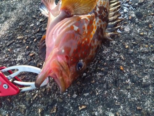 キジハタの釣果