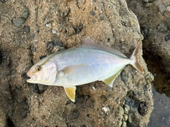 ネリゴの釣果