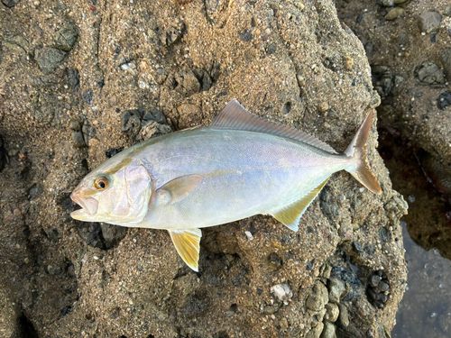 ネリゴの釣果