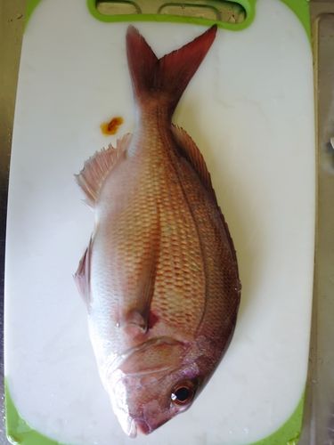 タイの釣果