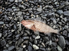 オオモンハタの釣果