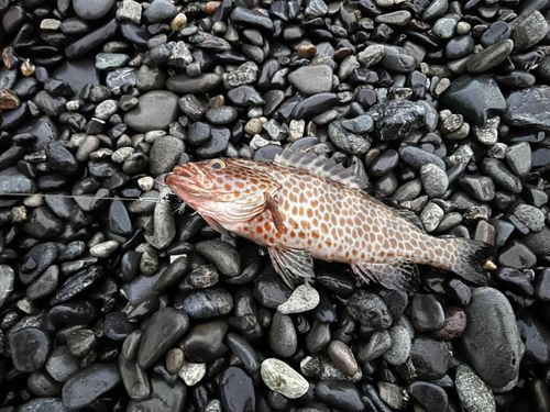 オオモンハタの釣果