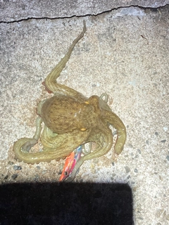 マダコの釣果