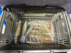 ケンサキイカの釣果