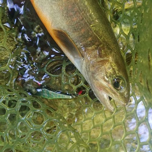 ヤマトイワナの釣果