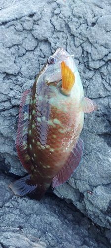 ベラの釣果