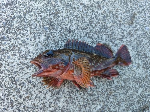 カサゴの釣果