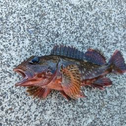 カサゴ