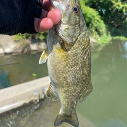 スモールマウスバス