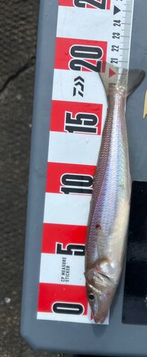 キスの釣果
