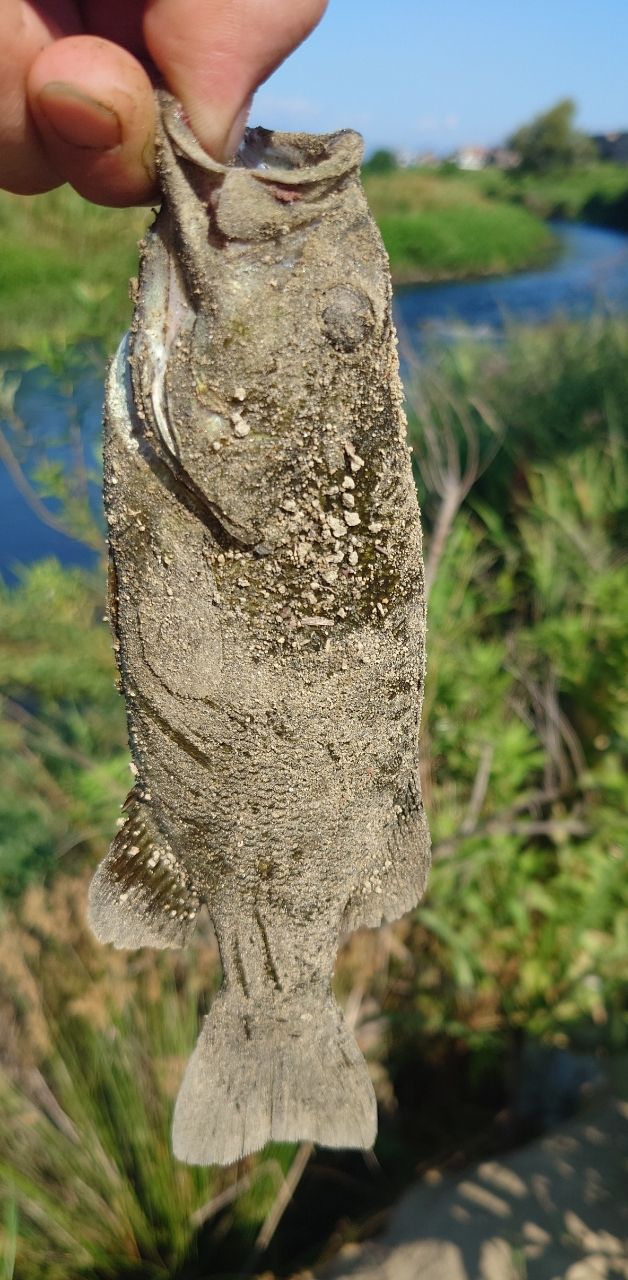 スモールマウスバス