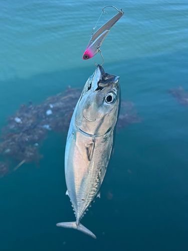 ソウダガツオの釣果