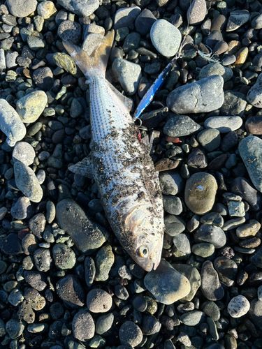 コノシロの釣果