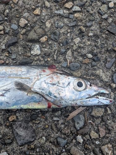 タチウオの釣果