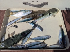 トラフグの釣果