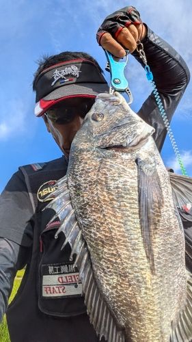 チヌの釣果