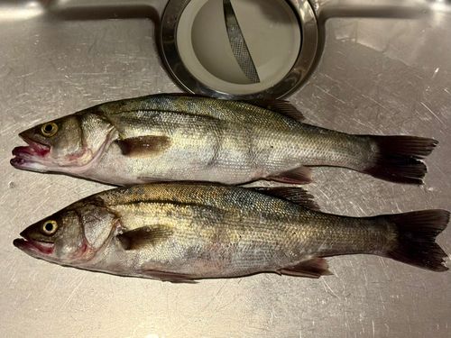 フッコ（マルスズキ）の釣果