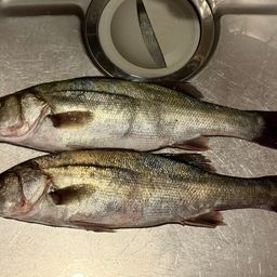 フッコ（マルスズキ）