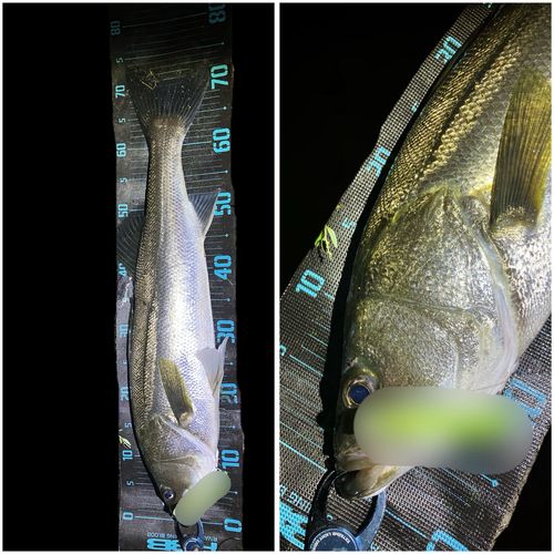 シーバスの釣果