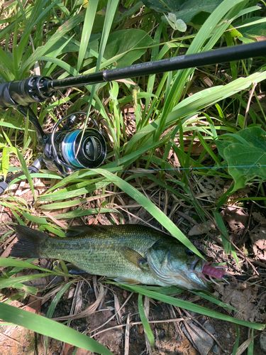 ブラックバスの釣果