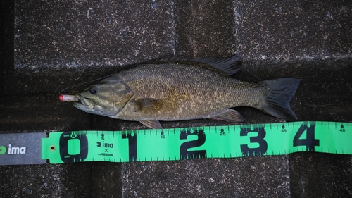 スモールマウスバスの釣果