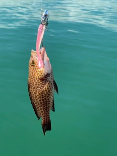オオモンハタの釣果