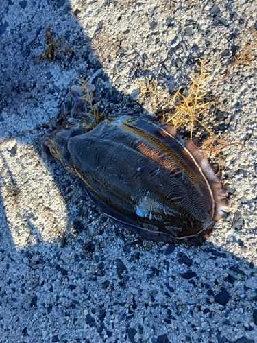 コウイカの釣果