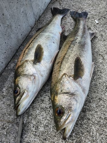 スズキの釣果