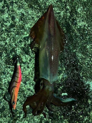 ケンサキイカの釣果