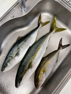 ヒラマサの釣果