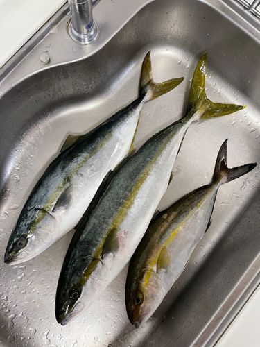 ヒラマサの釣果
