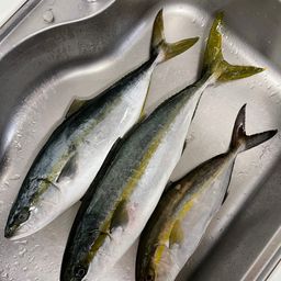 ヒラマサ