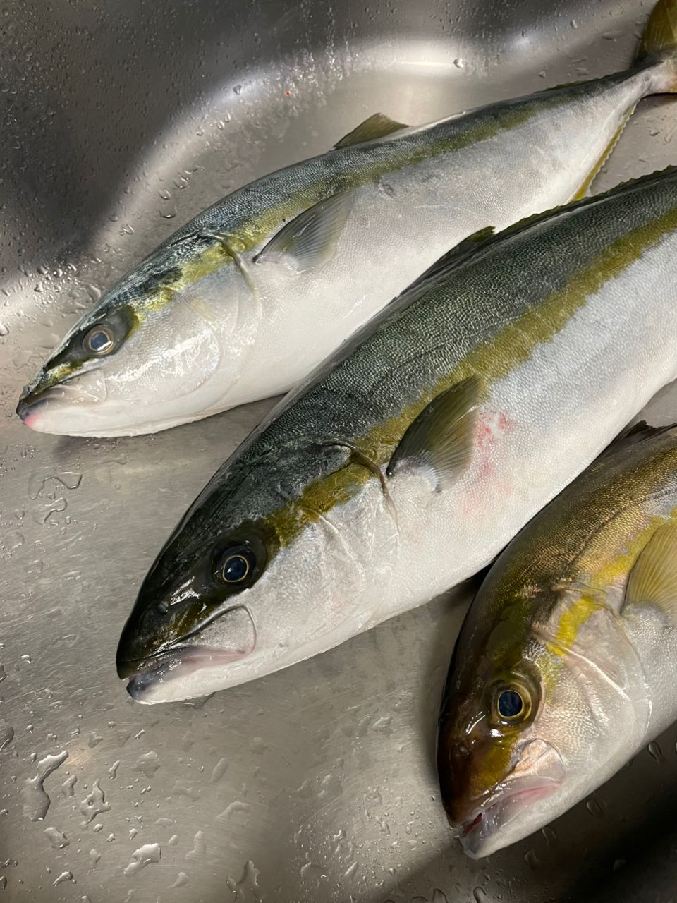 ひなっちのパパさんの釣果 2枚目の画像