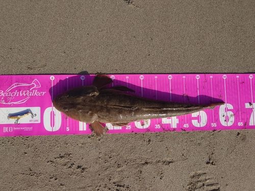 マゴチの釣果
