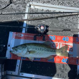 ラージマウスバス