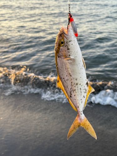 ショゴの釣果