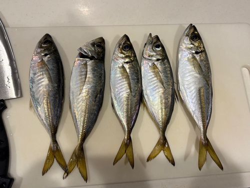 アジの釣果