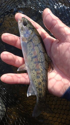 ニジマスの釣果