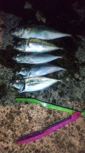 マアジの釣果