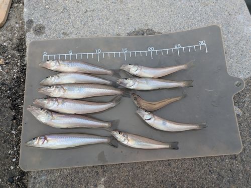 キスの釣果