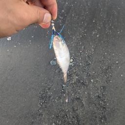 コノシロ
