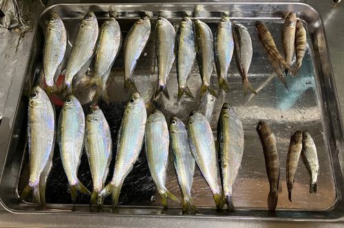 サッパの釣果