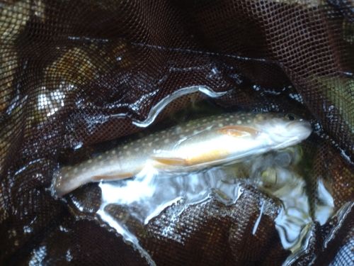 イワナの釣果