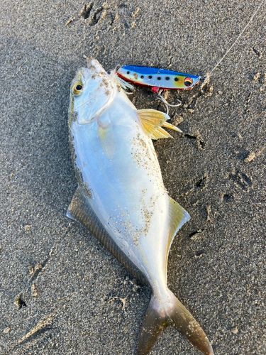 ショゴの釣果