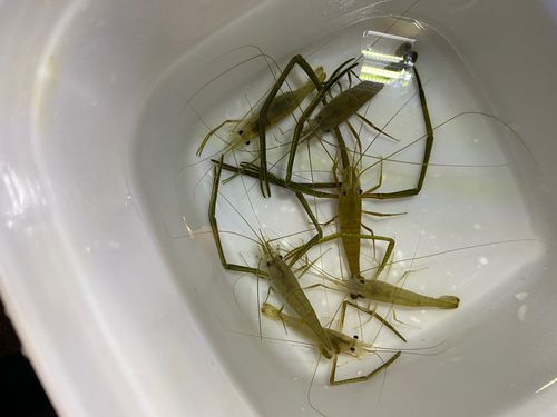 テナガエビの釣果